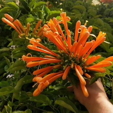 炮杖花