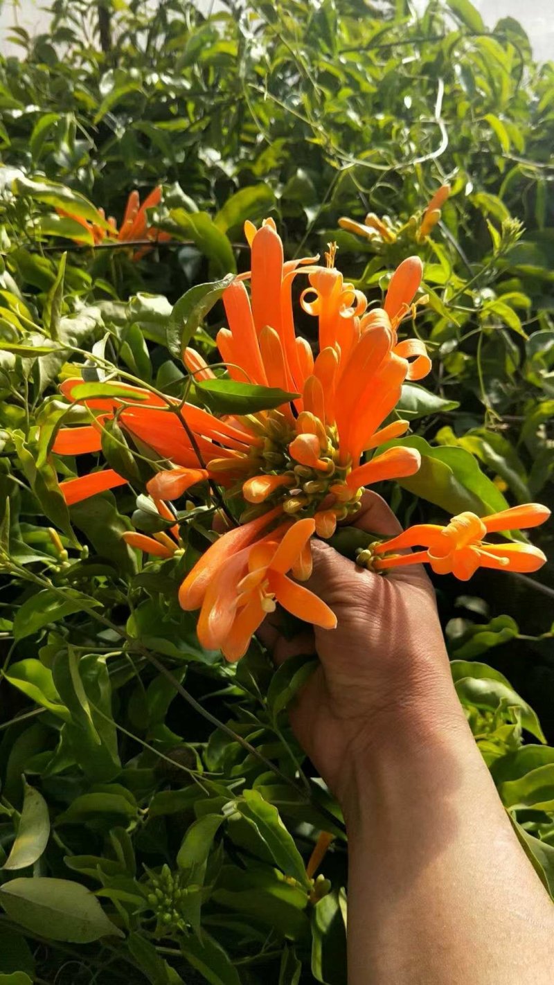 炮杖花