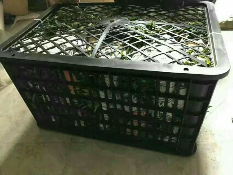 优质毛桃苗毛桃芽苗毛桃小苗砧木桃树苗未嫁接苗