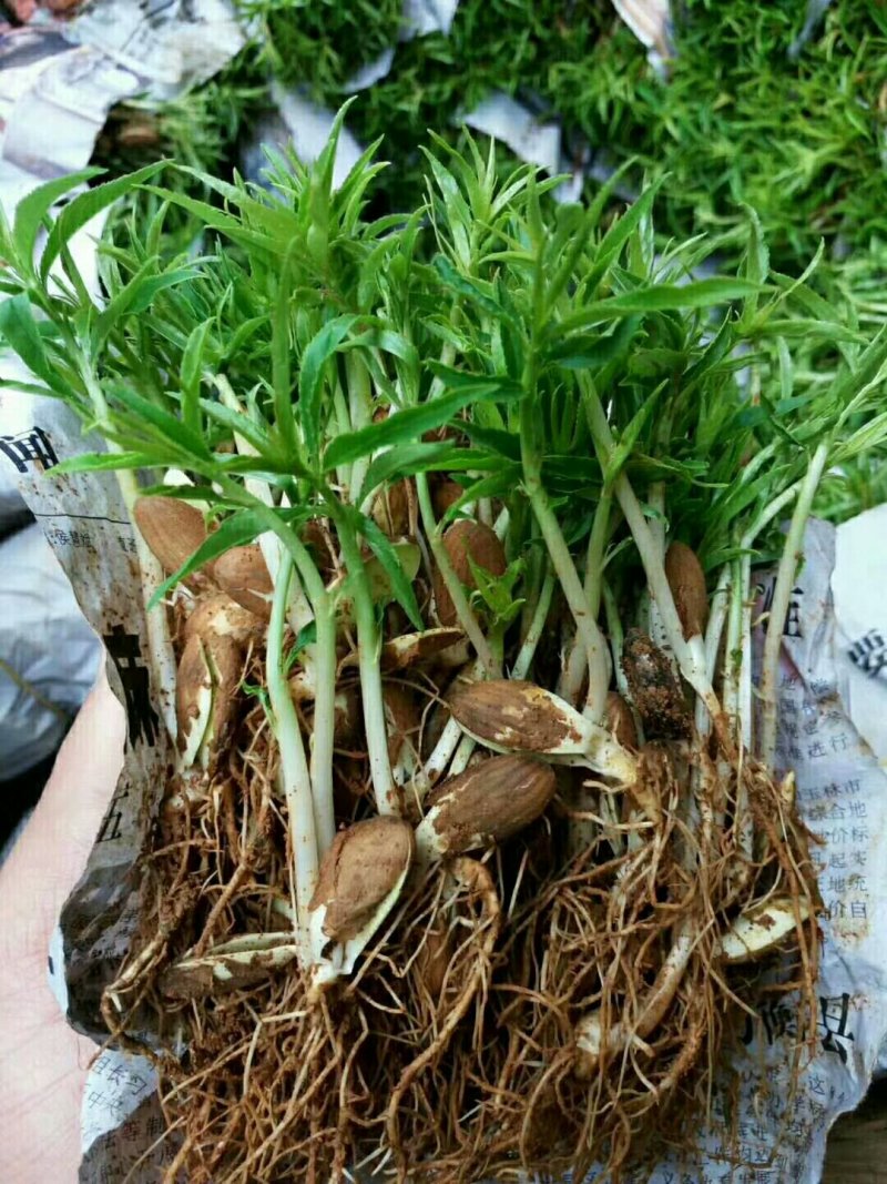优质毛桃苗毛桃芽苗毛桃小苗砧木桃树苗未嫁接苗