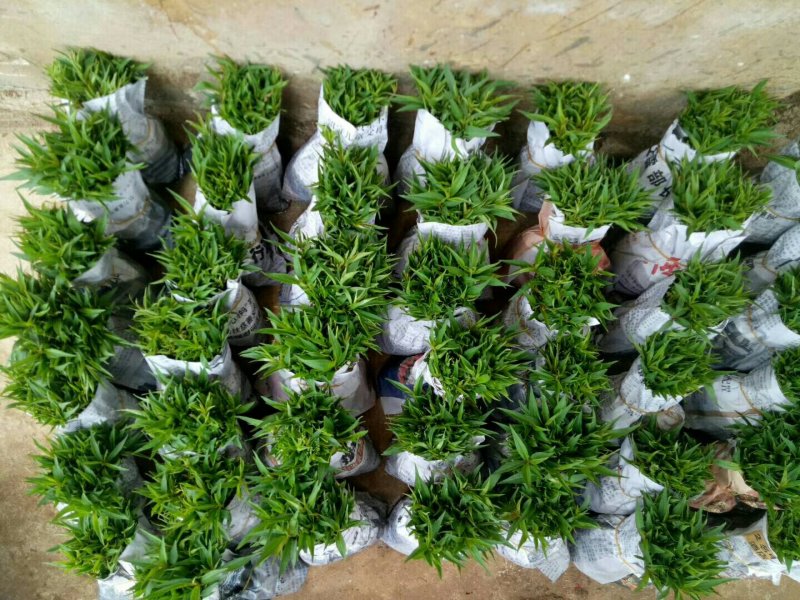 优质毛桃苗毛桃芽苗毛桃小苗砧木桃树苗未嫁接苗