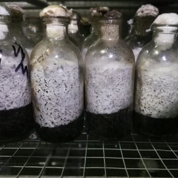 食用菌菌种生产菌包