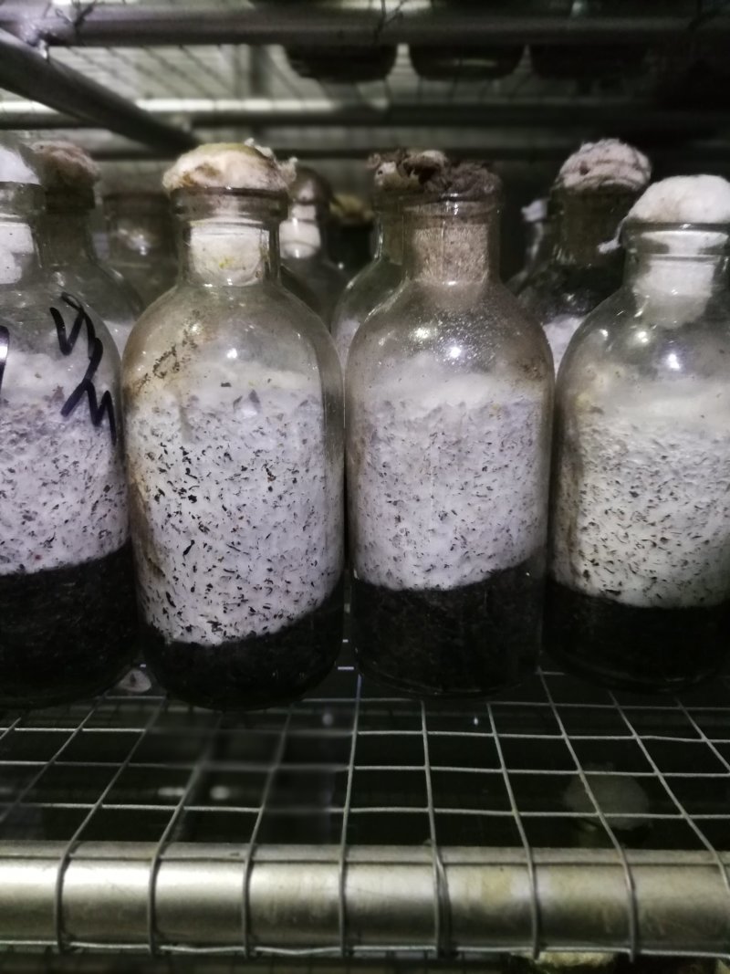 食用菌菌种生产菌包