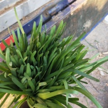 头刀韭菜装车中诚信代办