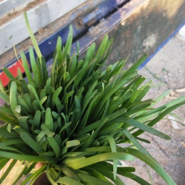 头刀韭菜装车中诚信代办