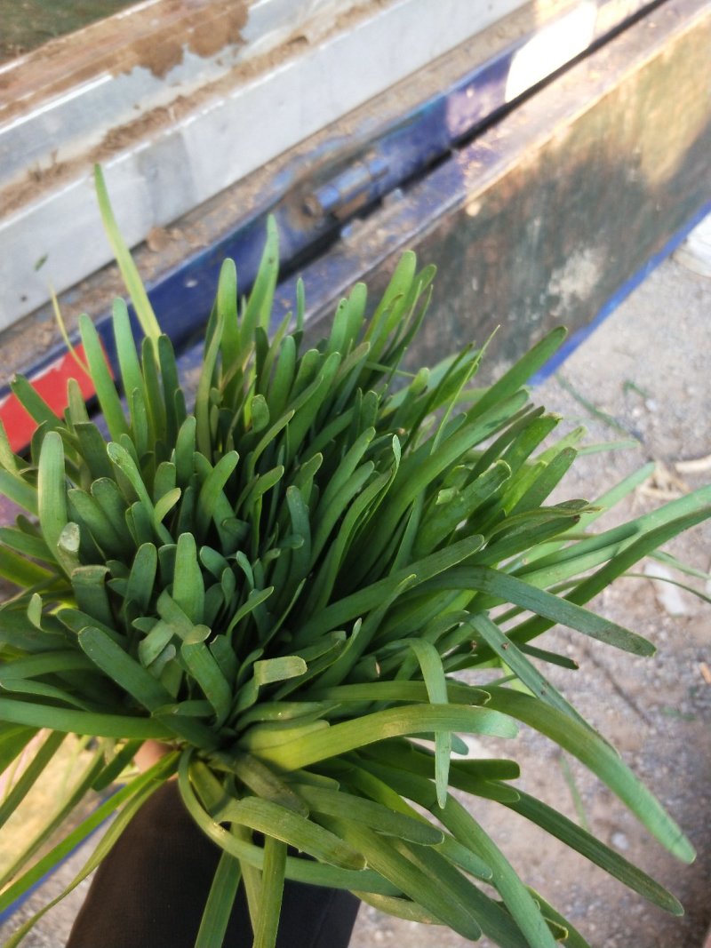 头刀韭菜装车中诚信代办