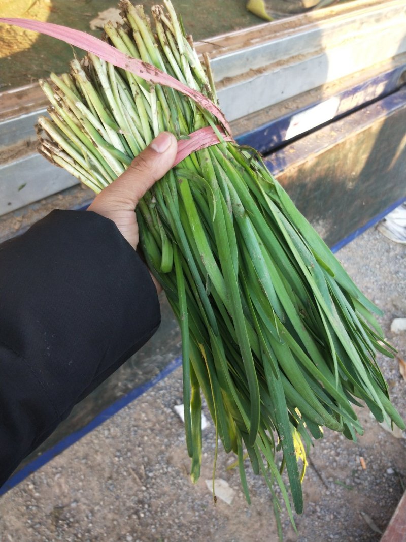 头刀韭菜装车中诚信代办