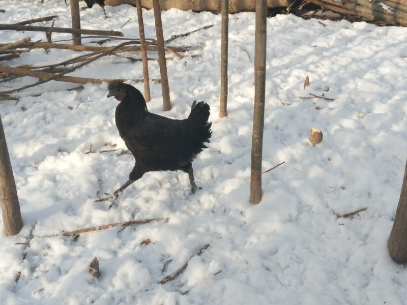 宁夏伊西生态农场土鸡五黑公鸡散养跑地鸡雪地鸡