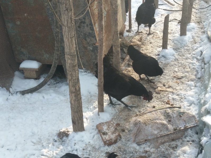 宁夏伊西生态农场土鸡五黑公鸡散养跑地鸡雪地鸡