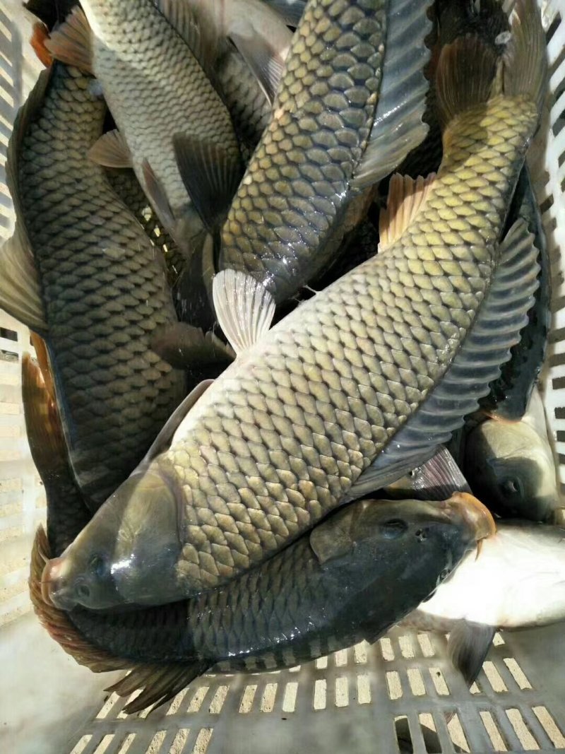 陕西合阳县黄河滩原塘鲤鱼，垂钓极品！