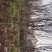 木瓜海棠树