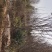 木瓜海棠树