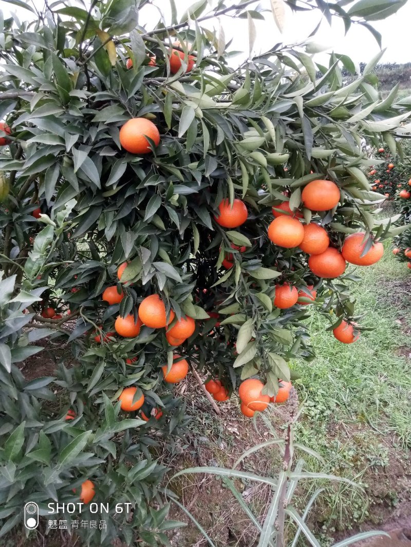 寿柑（巴西柑）颜色红红，吃起翠甜，味道好，欢迎老板前来