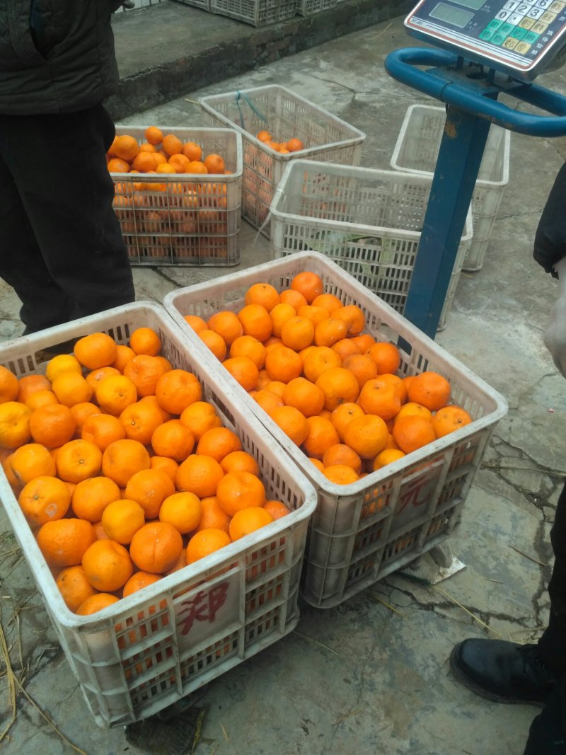湖北省宜昌当阳市，半月镇凤凰山林果厂