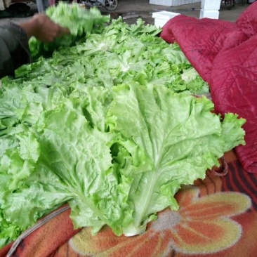 生菜