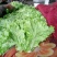 生菜