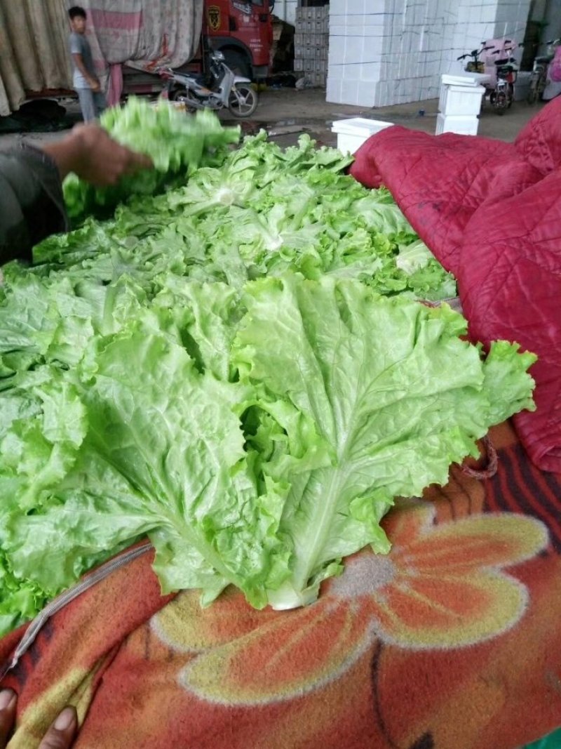 生菜