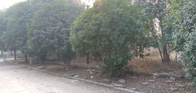 桂花树，雪松，广玉兰都是成品树。