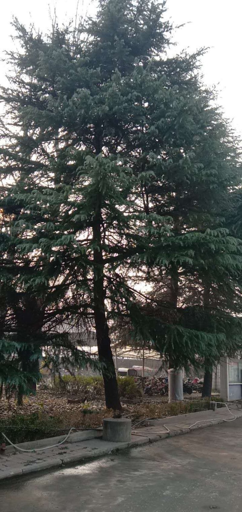 桂花树，雪松，广玉兰都是成品树。