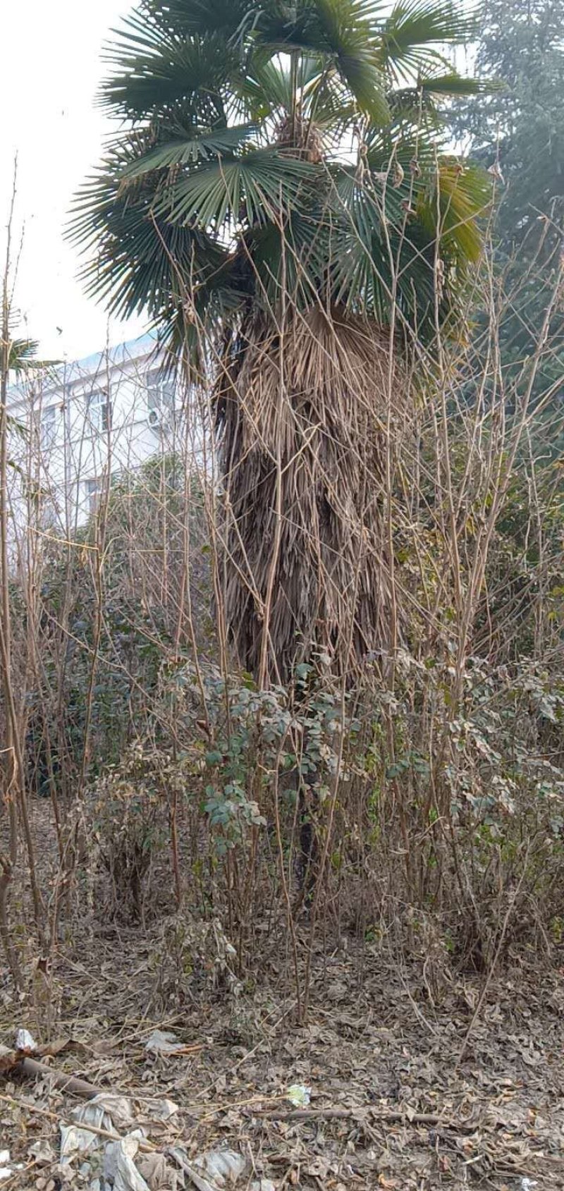 桂花树，雪松，广玉兰都是成品树。