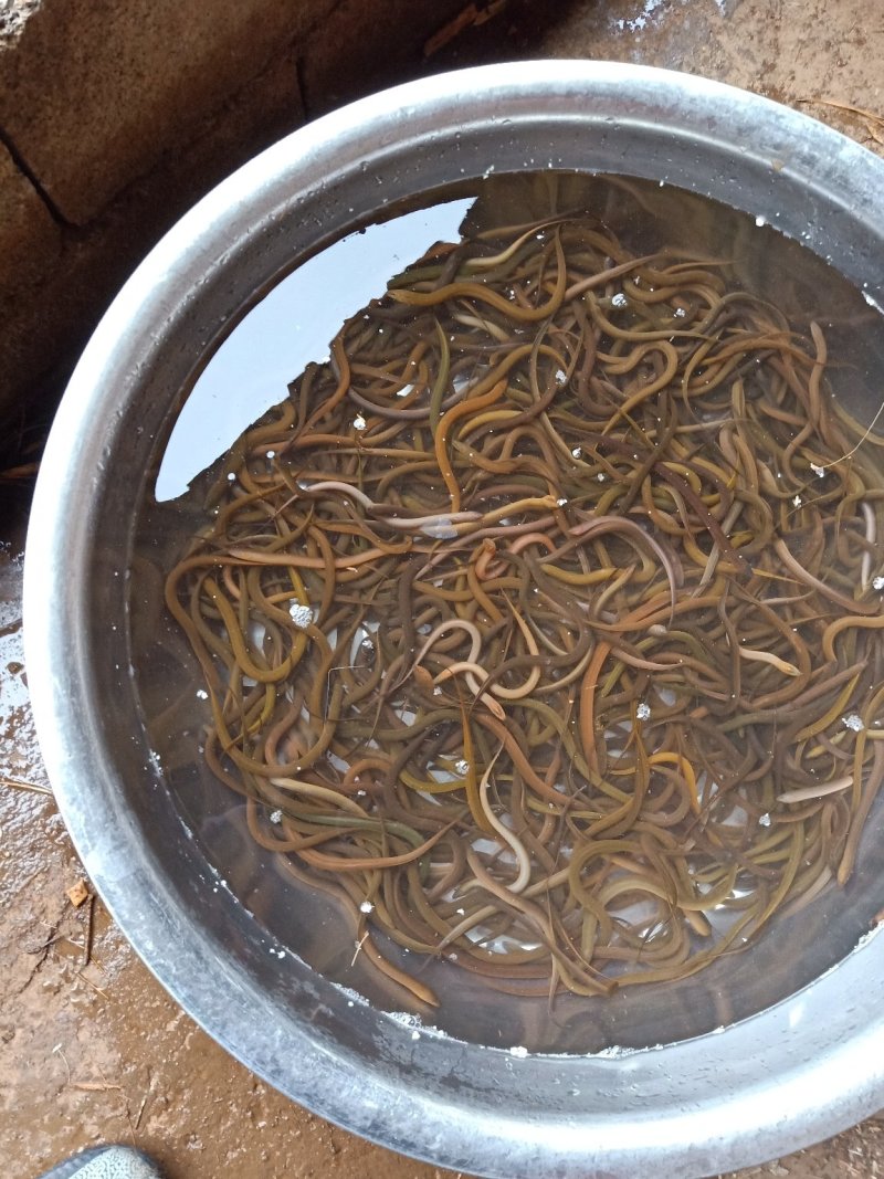 黄鳝苗，正大九号黄鳝苗，量大可以免费送货。