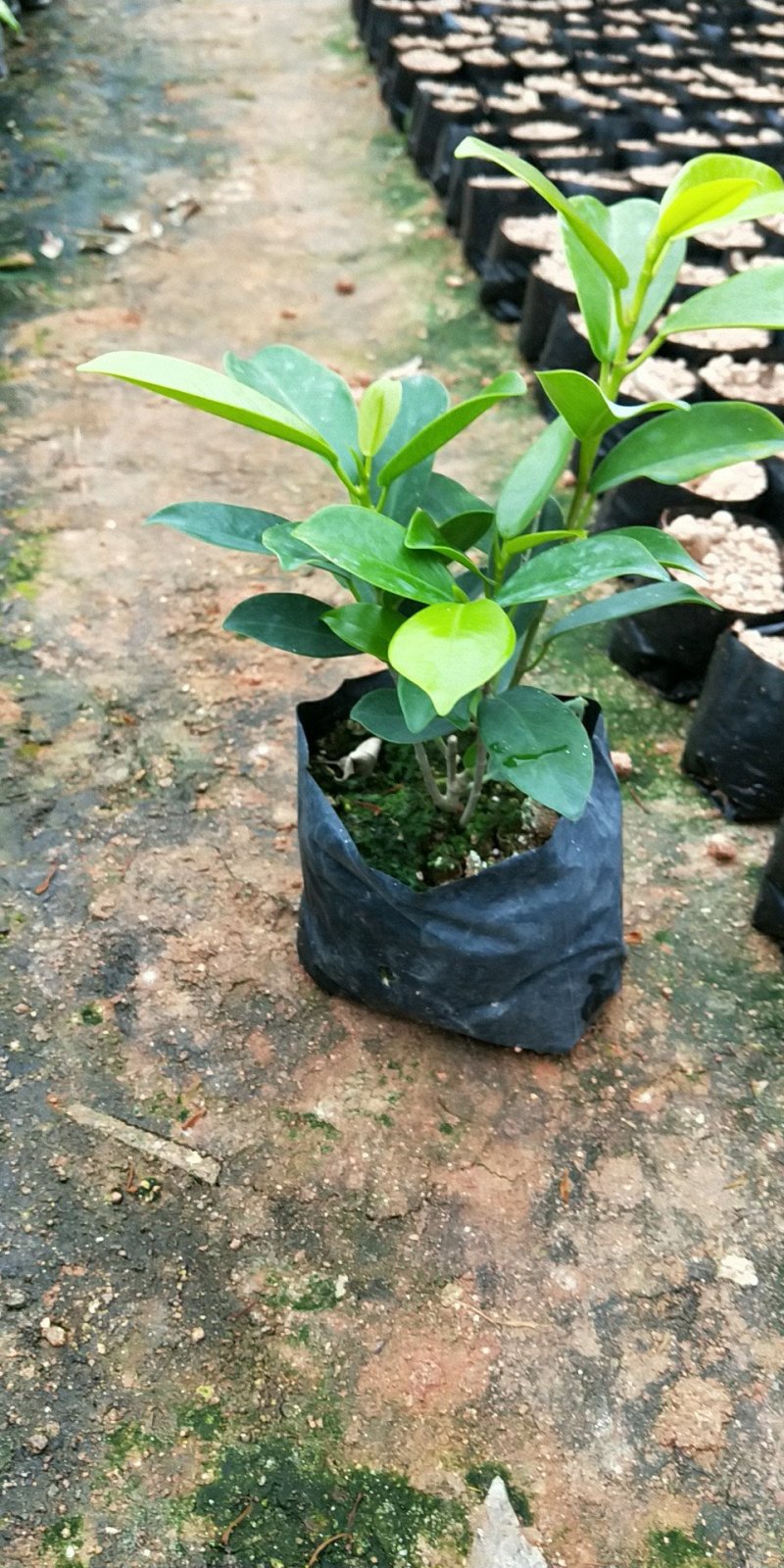 黄金榕