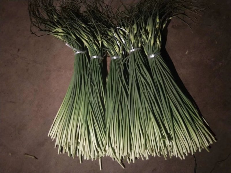 白帽蒜薹质优价廉，一吨起批，随到随装欢迎咨询