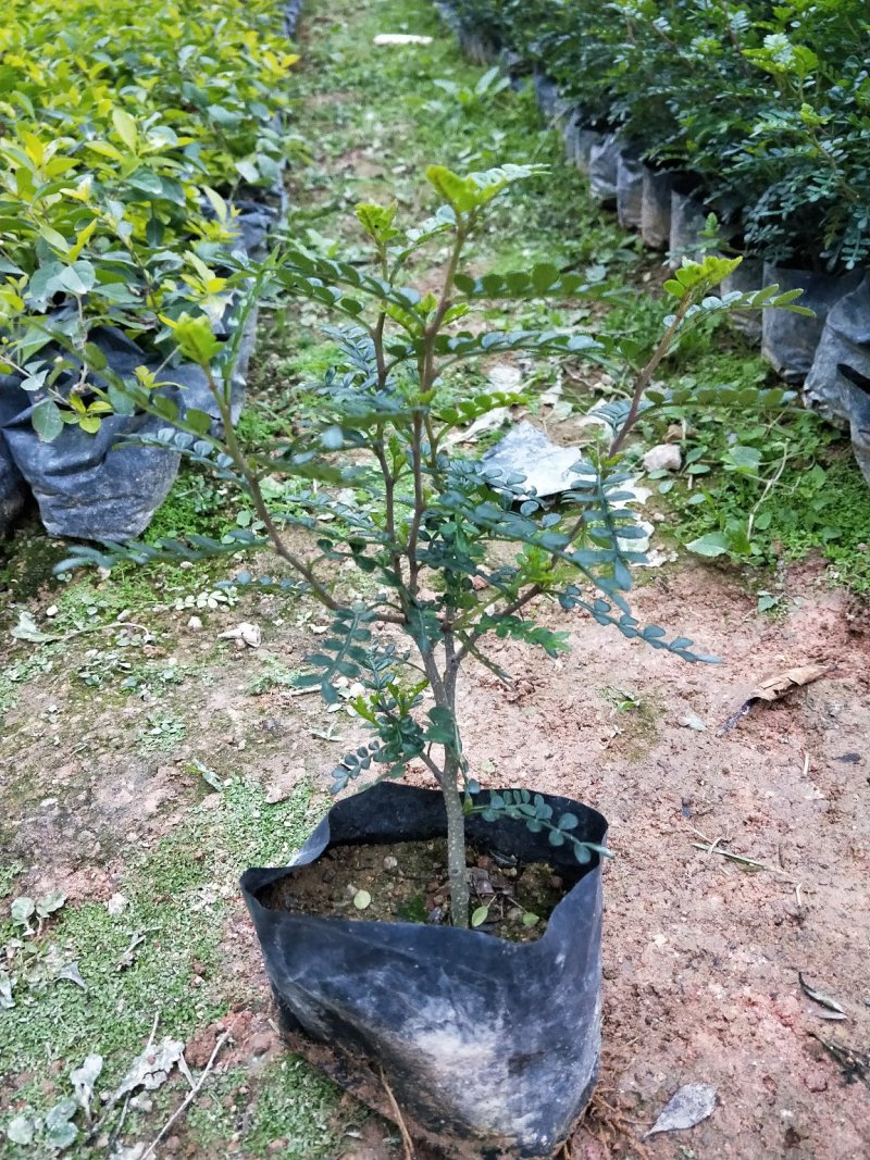 胡椒木
