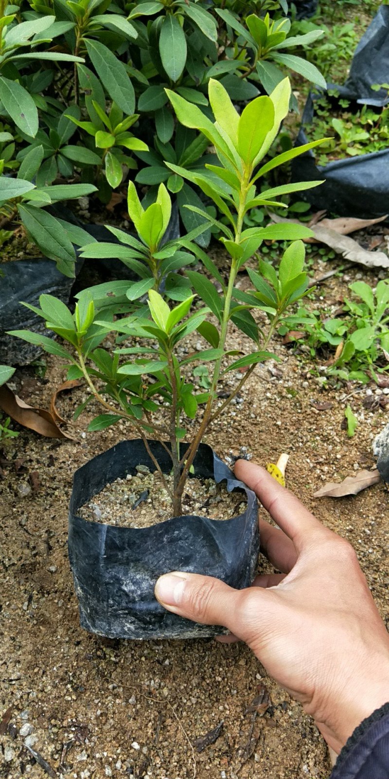 毛杜鹃