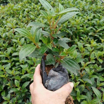 野牡丹