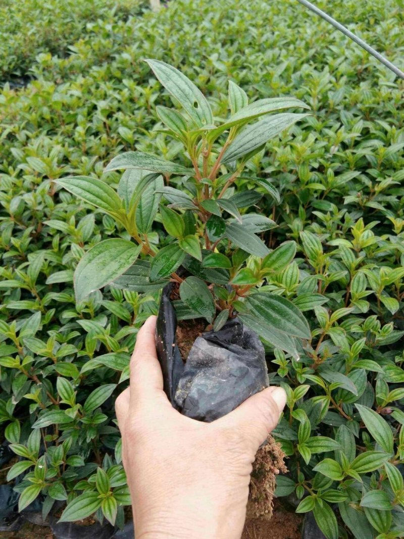 野牡丹