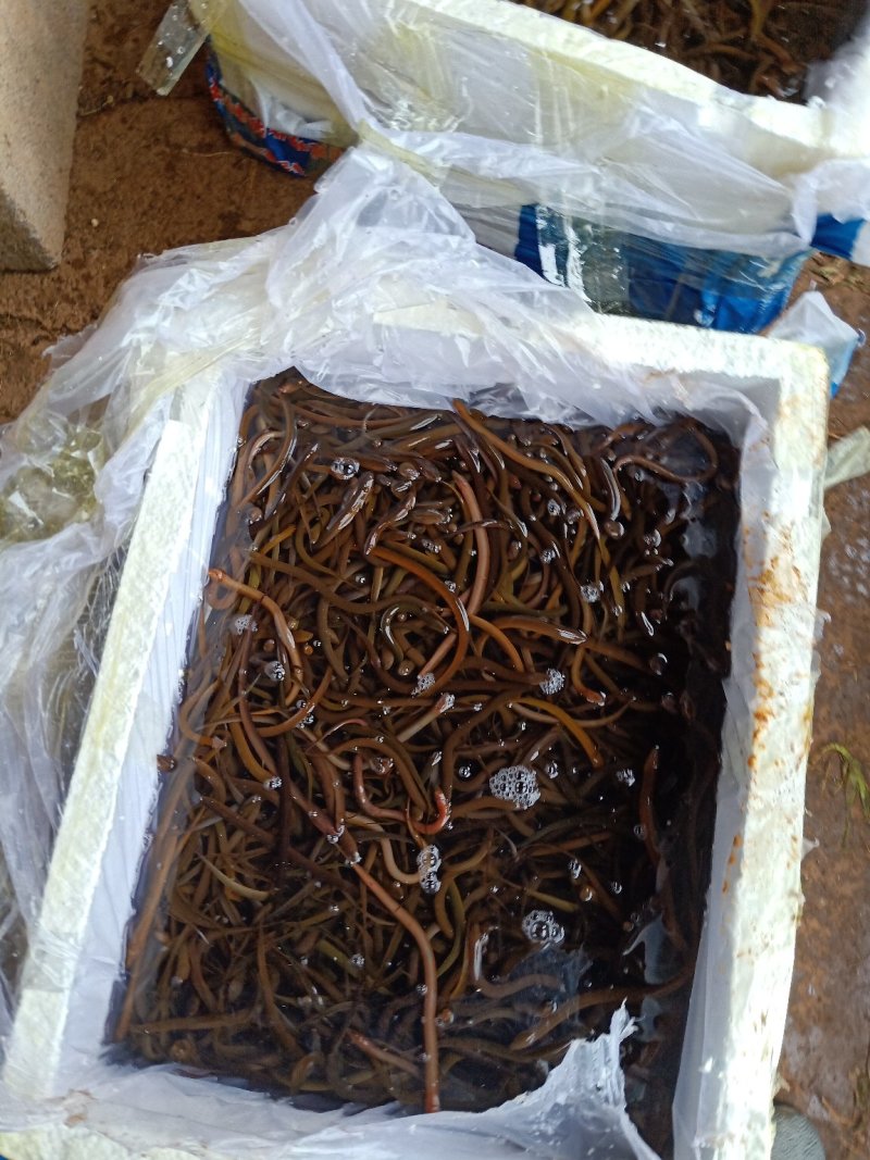 黄鳝正大九号黄鳝苗，品种齐全，价格美丽，量大可以免费送货