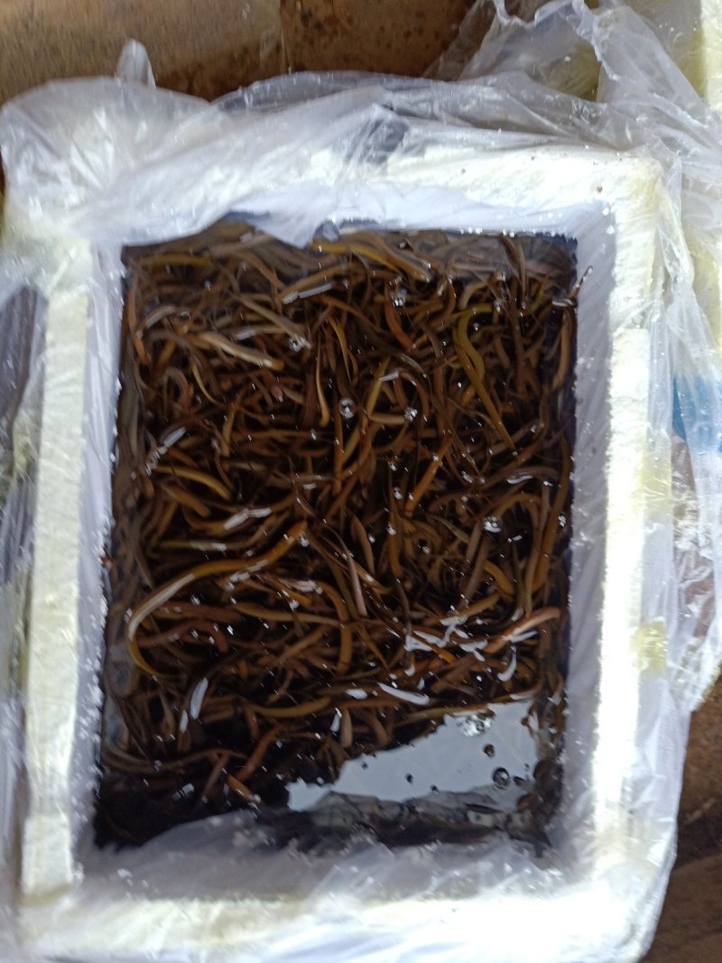 黄鳝正大九号黄鳝苗，品种齐全，价格美丽，量大可以免费送货