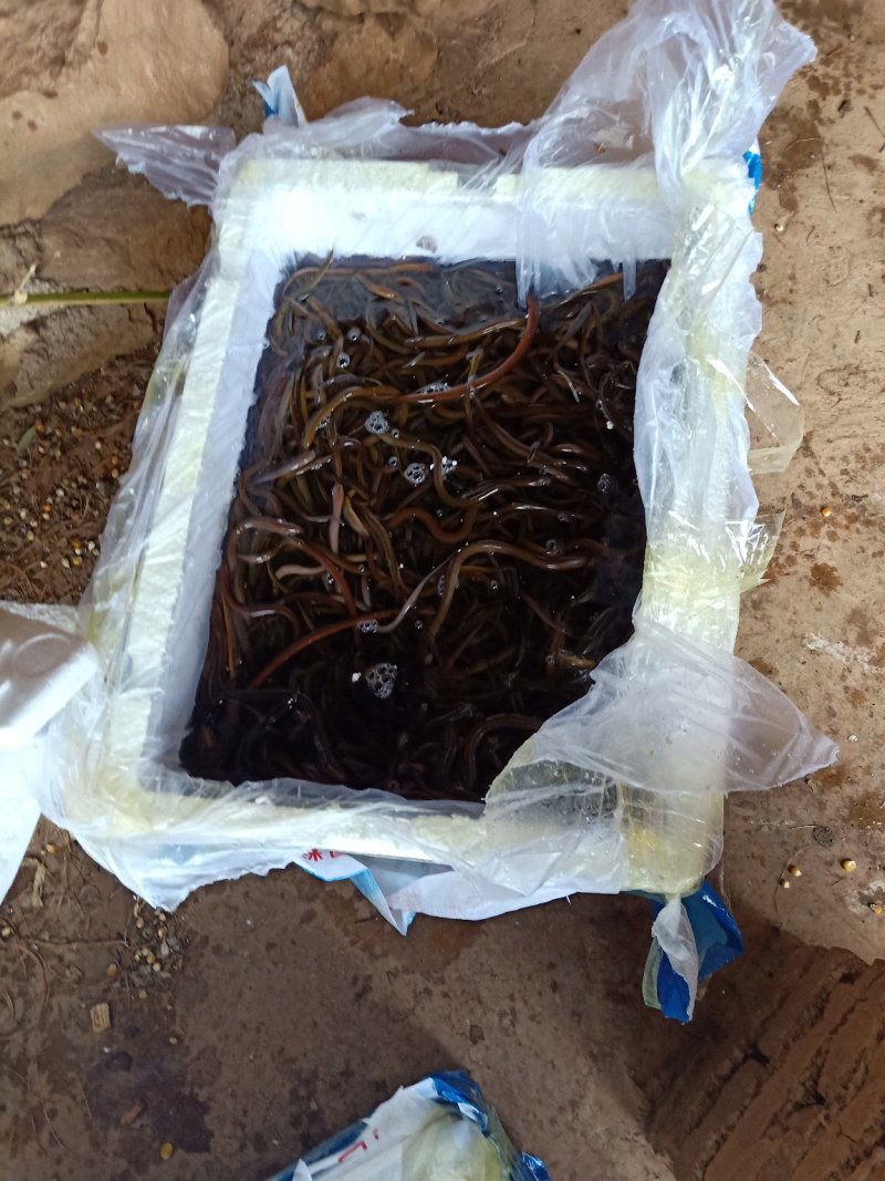 黄鳝正大九号黄鳝苗，品种齐全，价格美丽，量大可以免费送货