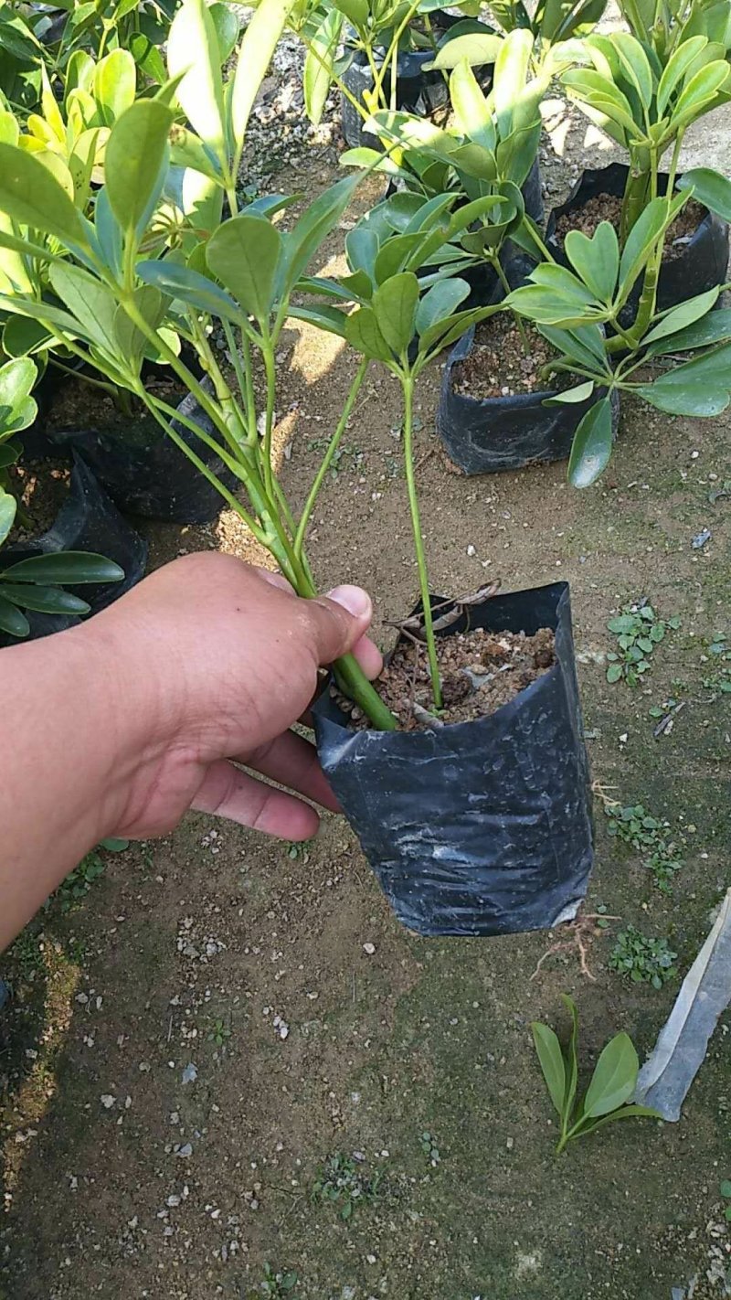 鹅掌柴