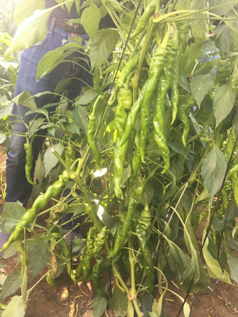 玉龙之星螺丝椒种子1000粒/袋
