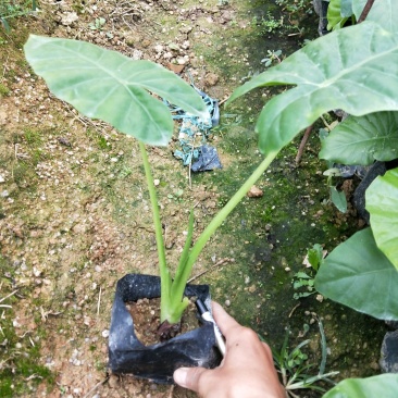 海芋