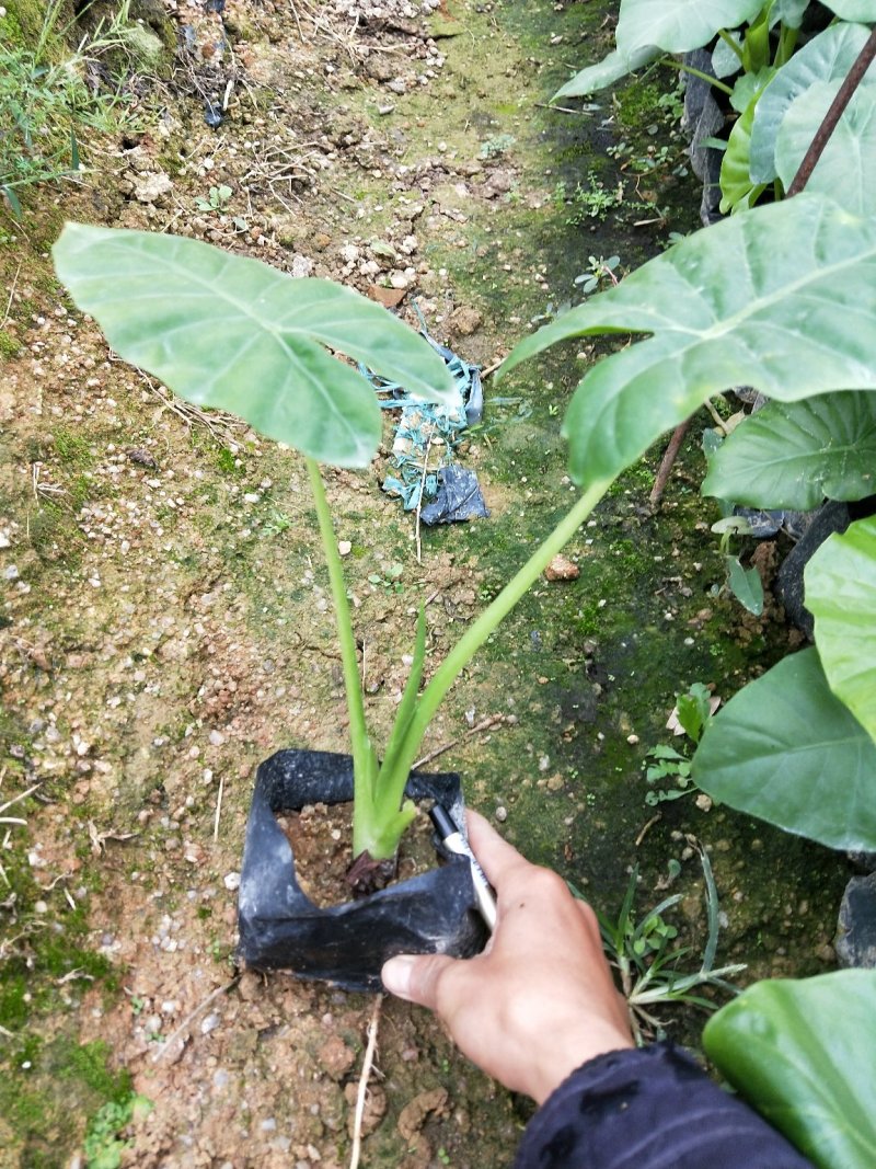 海芋