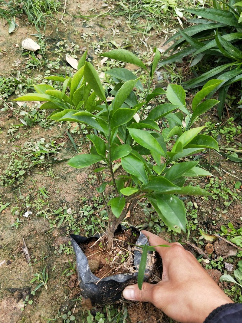 鸳鸯茉莉