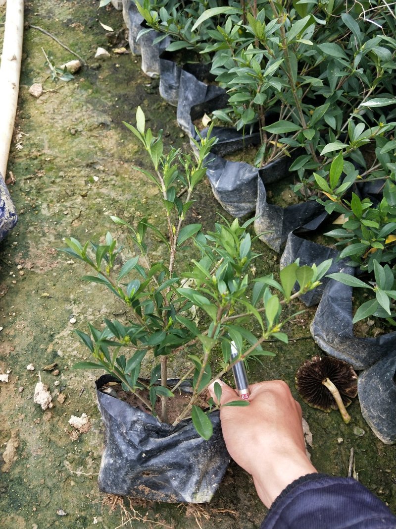 栀子花