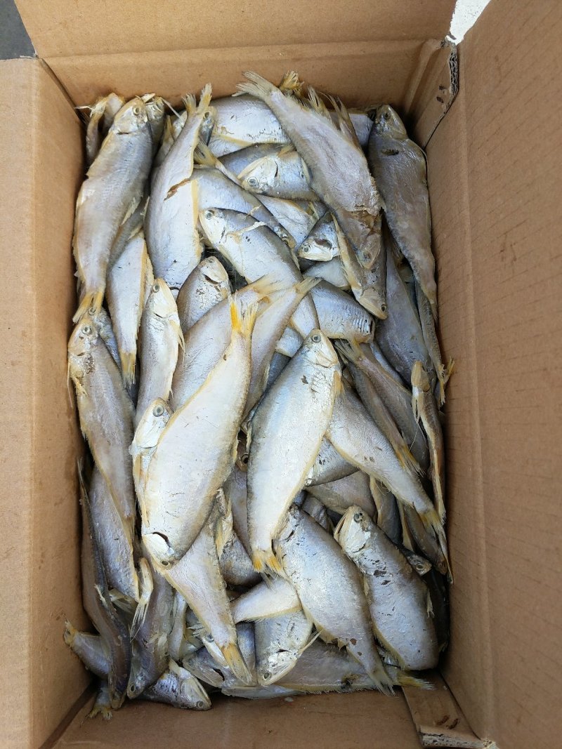 马口鱼