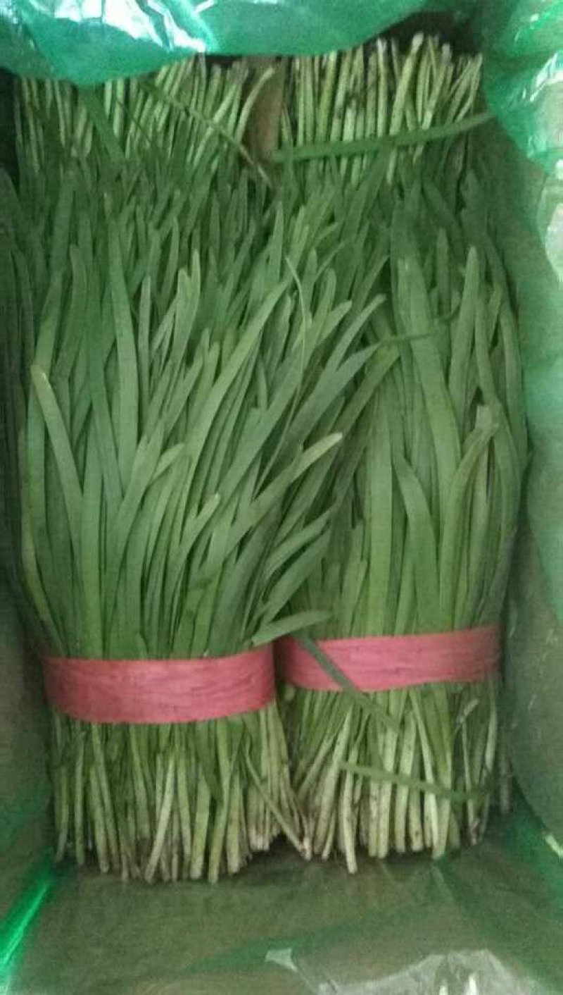 韭菜质量好，新鲜，量大品质保证，常年有新鲜货源