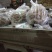 纯正无添加红薯粉手工粉皮