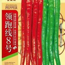 领跑线8号线椒种子1000粒/袋辣椒种子全国包邮