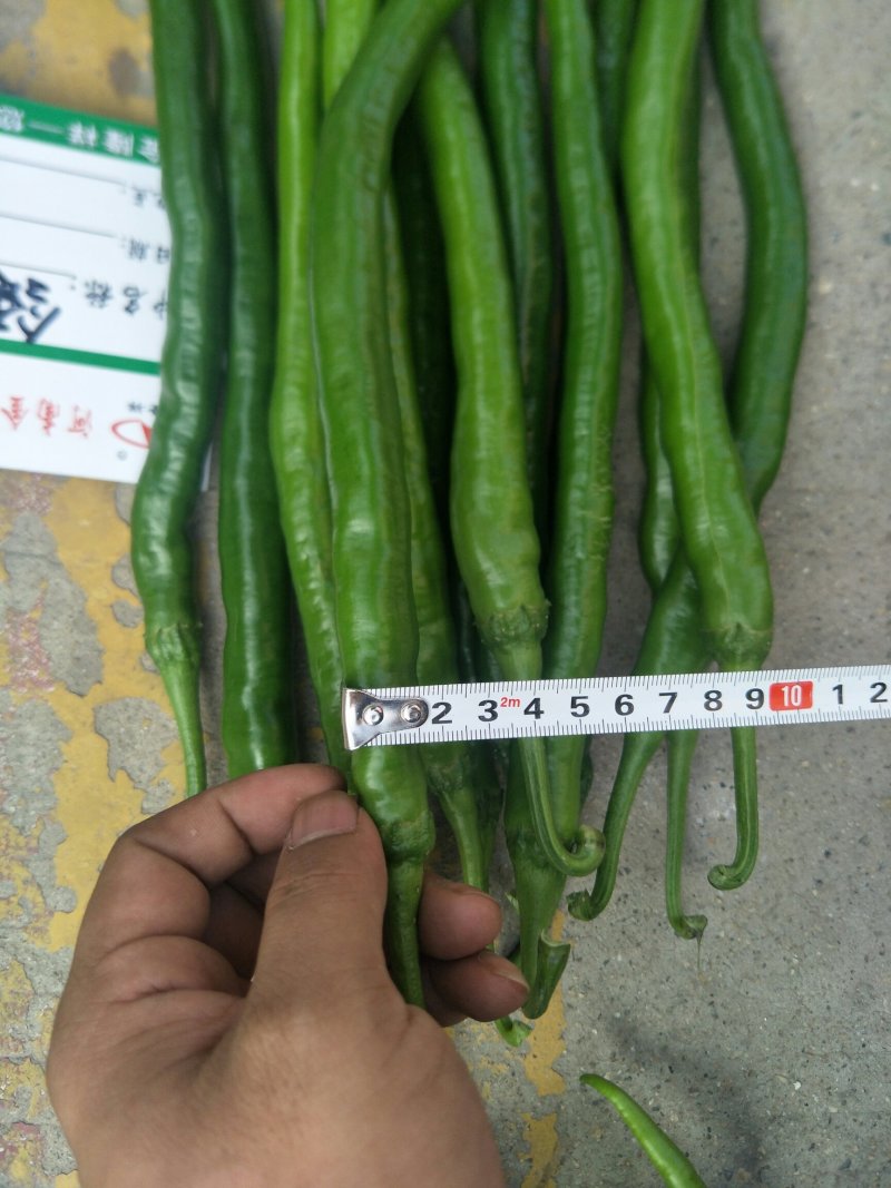 领跑线8号线椒种子1000粒/袋辣椒种子全国包邮