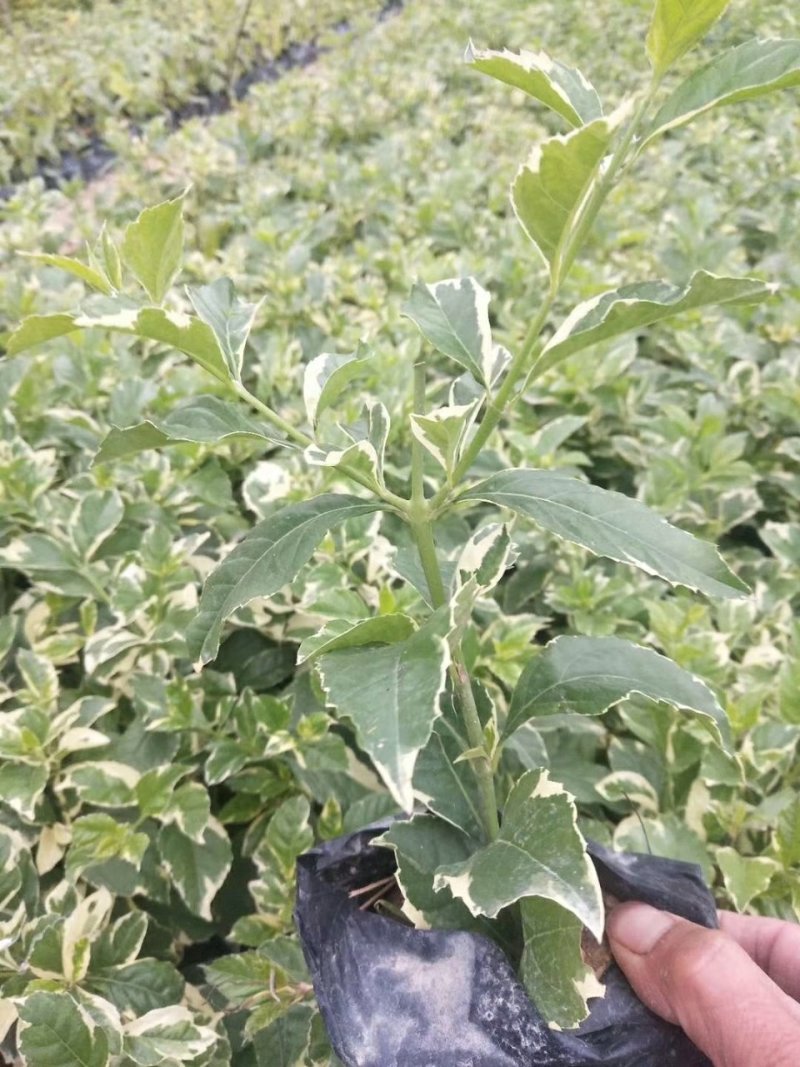 花叶假连翘
