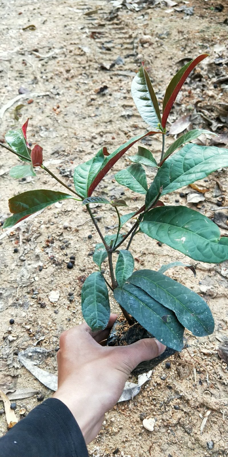 红背桂