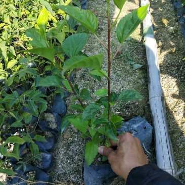 大红花青叶扶桑