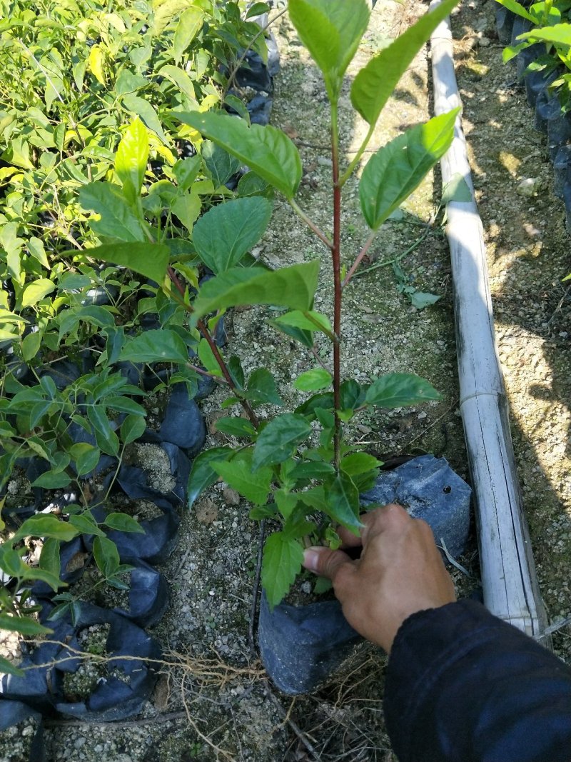 大红花青叶扶桑