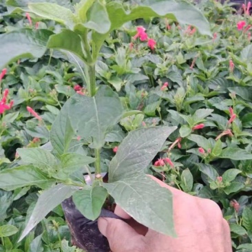 大花芦莉